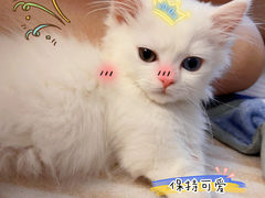 -欣宠猫屋·矮脚拿破仑·蓝金金渐层