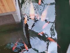 -上海大自然野生昆虫馆(东方明珠·爬宠昆虫探索中心)