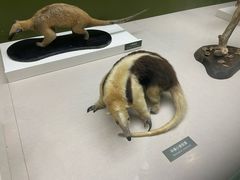 -国家自然博物馆