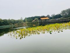 -溱湖国家湿地公园