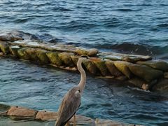 -中央格兰德岛温泉度假酒店 - 全包