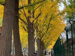 -三里屯东五街银杏大道
