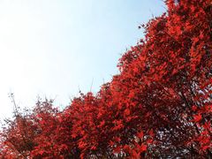 -花开海上生态园