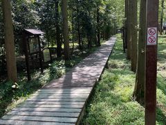 -东平国家森林公园