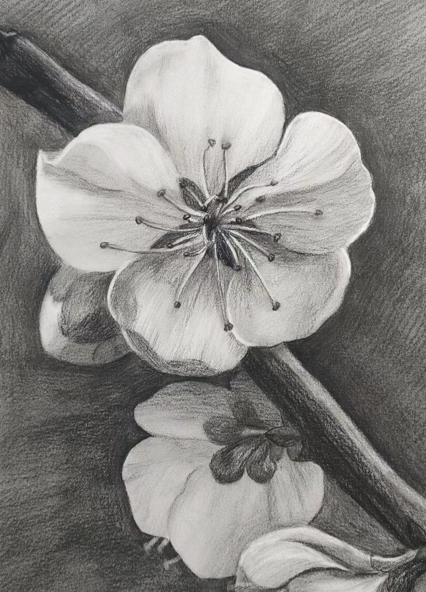 春天又到了写生的季节,素描花花也很漂亮