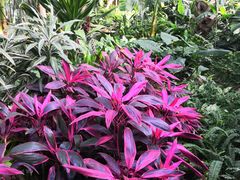 -北京植物园-展览温室