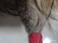 -瑞派·关忠动物医院·异宠专科·犬猫肿瘤·皮肤专科(望京店)