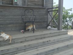 -鲁山国家森林公园