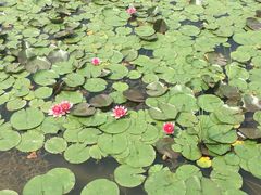 -溱湖国家湿地公园