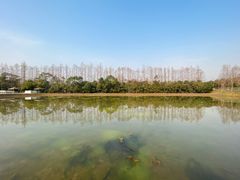 -上海长兴岛郊野公园