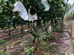 -马陆小张葡萄园农家乐