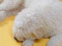 -爱侣宠医·鹦鹉专科·小型哺乳类·异宠专科(灵石路店)