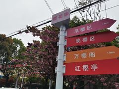 -高东镇樱花园