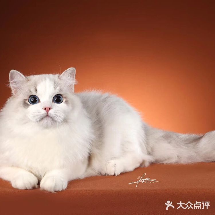 山猫绝对不是传统线，但是好多山猫却是传统型