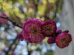 -九里云松·天香餐厅