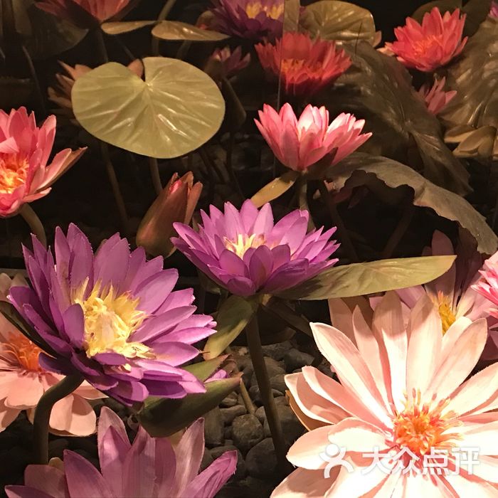 又琪又琪           胖嘟嘟的泰迪熊           羽朔月