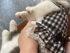 -福尔喵斯探案馆实景搜证·沉浸式剧本杀