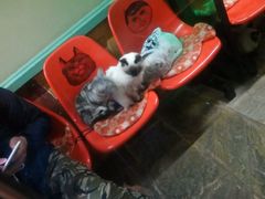 -猫咪博物馆(顶澳仔猫街店)