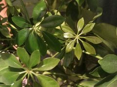 -川竹火锅(创业城店)