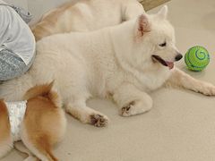 -共舞时光猫咖·狗咖(新街口店)