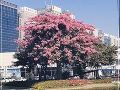 -福田红树林生态公园