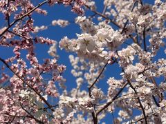 -桃花堤公园