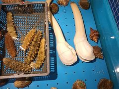 -沈灶河豚宴·河豚融合餐厅(汉中路店)