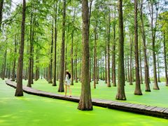 -渌洋湖湿地公园