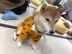 -逗柴咖啡屋·狗咖猫咖宠物桌游