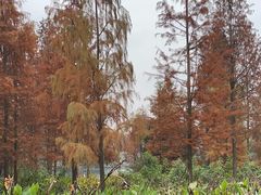 -重庆彩云湖湿地公园