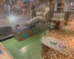 -卡通尼·Safari非洲探索乐园·生日会(金桥国际商业广场店)