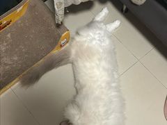 -瑞鹏宠物医院·骨科·猫科·内科(第一中心)