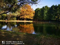 -上海共青森林公园