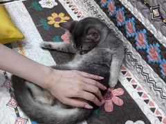 -楼上猫咖(罗湖店)