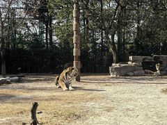 -上海野生动物园老虎餐厅