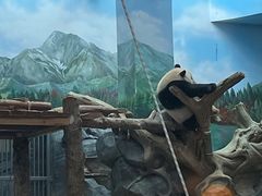 -武汉动物园