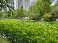 -沐仙湖湿地公园