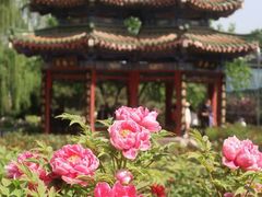 -洛阳市隋唐城遗址植物园