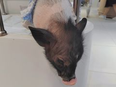 -怪兽屋·羊驼·猫咖·狗咖(俊华广场店)