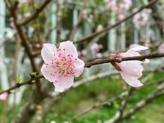 -黄龙溪欢乐田园