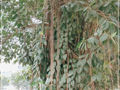 -船政文化景区-罗星塔公园