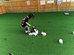 点击看大图 -萌宠亲子动物乐园(槐房万达店)