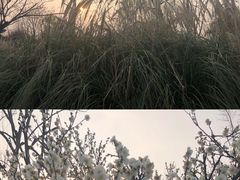 -泗洪洪泽湖湿地景区