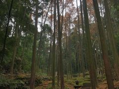 -凤栖山