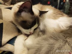 -猫色咖啡·猫咖