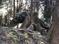 -阿里山神木遗迹