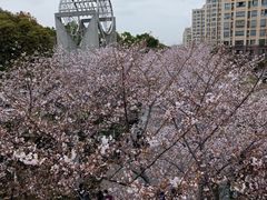 -高东镇樱花园