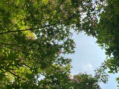 -上海共青森林公园