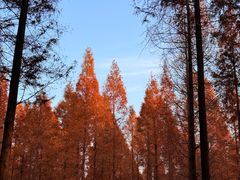 -黄海国家森林公园