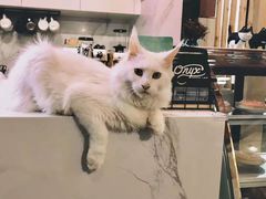 -房东的猫宠物生活馆